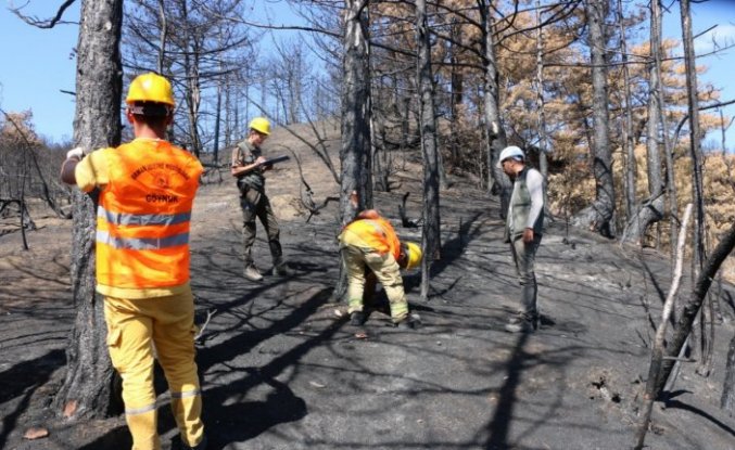 Bolu'da yanan alanların ağaçlandırılması için çalışmalar sürüyor