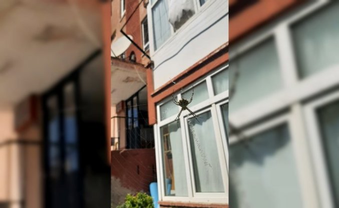 Karabük'te zehirli örümceklerden “argiope lobata“ türüne rastlandı