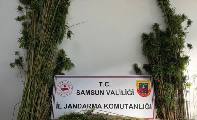 Samsun'da jandarma 957 kök kenevir bitkisi ele geçirdi