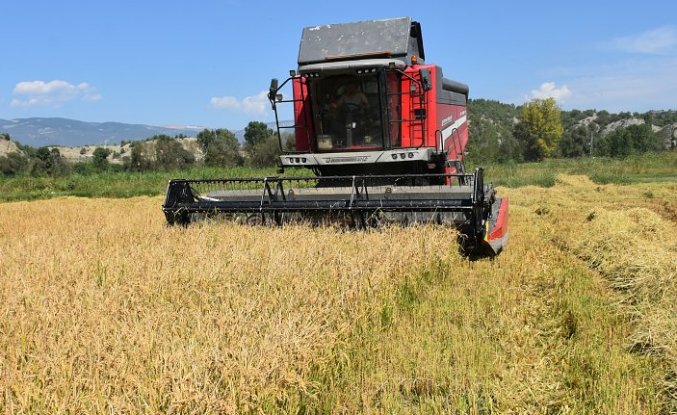 Sinop'ta üreticiler, yeni sezon çeltik hasadına başladı