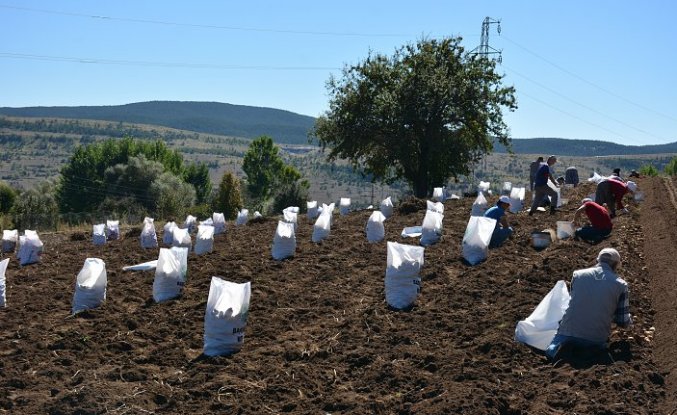 Tokat'ta “Başçiftlik beyazı“nın hasadına başlandı