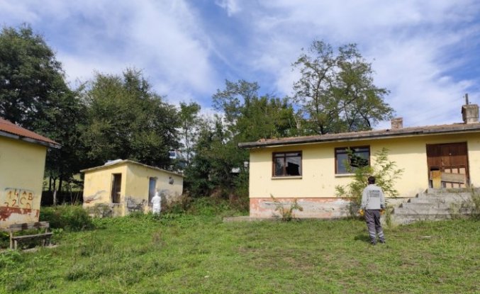 Samsun'da kahverengi kokarca zararlısı ile mücadele çalışması yürütülüyor