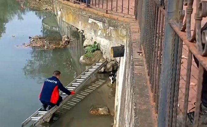 Zonguldak'ta çayda mahsur kalan kedi itfaiye merdiveniyle kurtarıldı