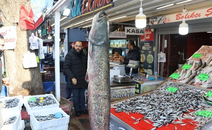 Amasya'da 2 metre uzunluğunda 50 kilogramlık yayın balığı avlandı