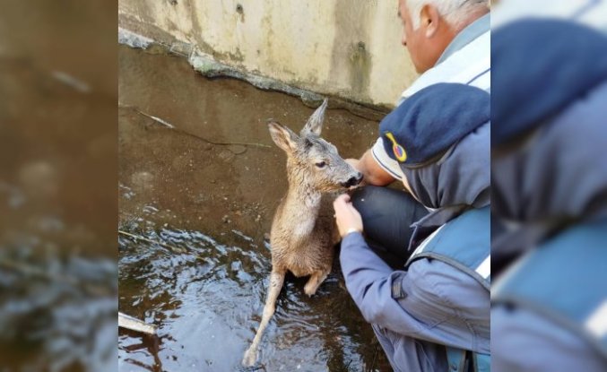 Artvin'de yaralı karaca tedavi edildi