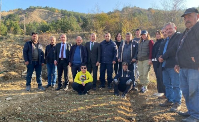 Mecitözü'nde salep fidanları toprakla buluşturuldu