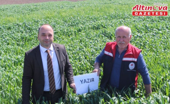 Pazar'da yulaf ekim alanlarında fenolojik gözlem yapıldı