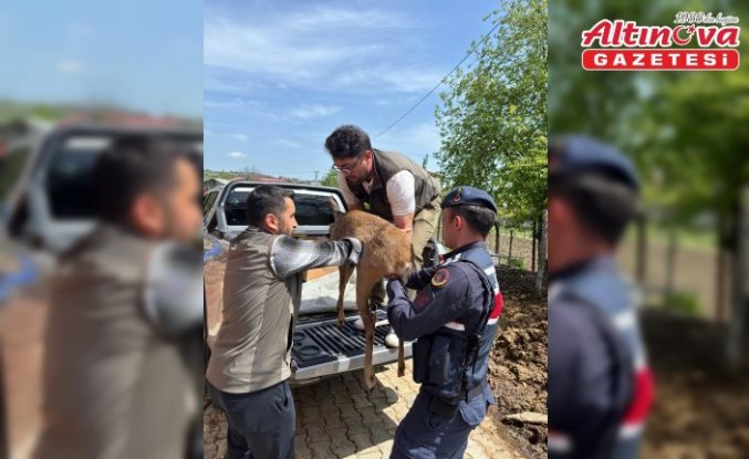 Samsun'da yaralı karaca tedavi altına alındı