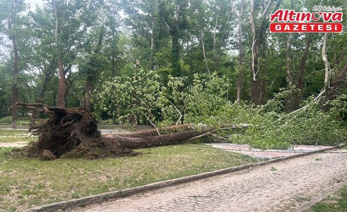 Zonguldak'ta şiddetli rüzgar nedeniyle ağaçlar devrildi