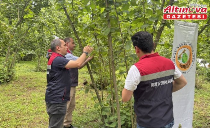 Artvin'de kahverengi kokarcayla mücadele edecek samuray arıları doğaya salındı