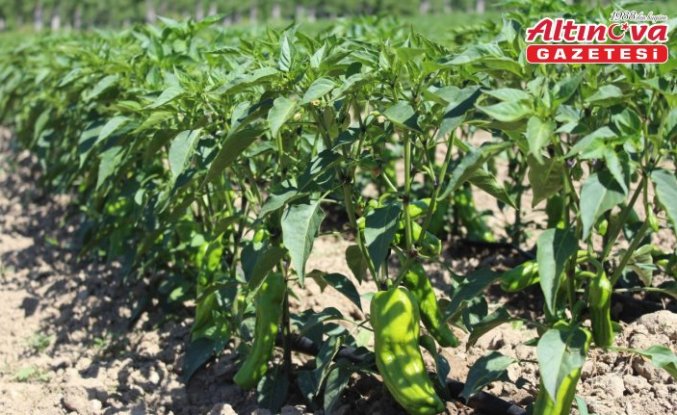 Pazar ilçesinde sebze üretim alanları incelendi