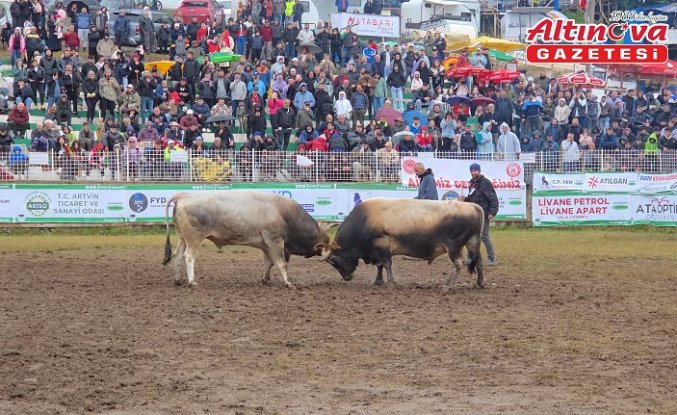 Artvin'de “44. Kafkasör Kültür, Turizm ve Sanat Festivali“ boğa güreşleriyle devam etti