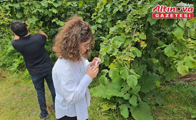 Bulancak'ta 4 bin samuray arısı doğaya salındı