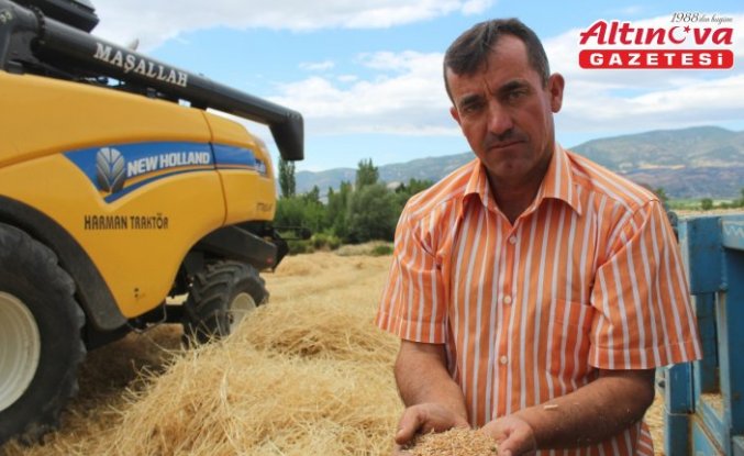 Pazar ilçesinde buğday hasadı sürüyor