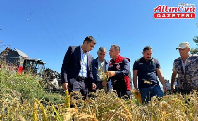 Çorum'un Kargı ilçesinde çeltik hasadı başladı