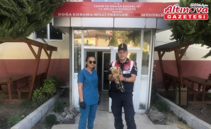 Tokat'ta yaralı halde bulunan kızıl şahin tedavi altına alındı