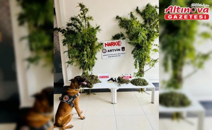 Artvin'de 1 kilo 151 gram esrar ele geçirildi