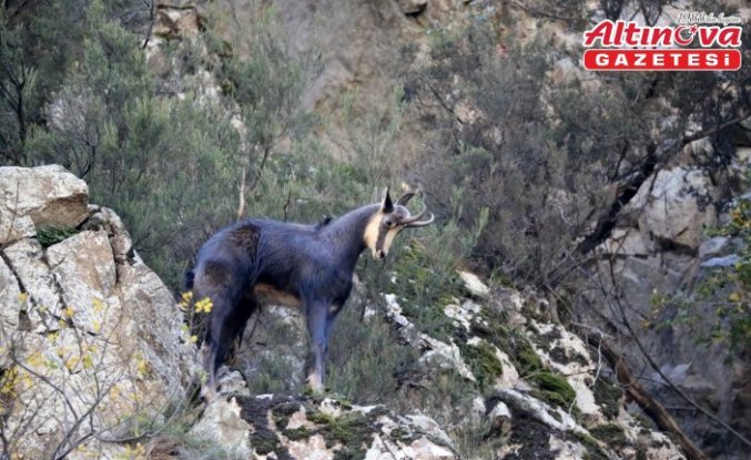 Gümüşhane'de çengel boynuzlu dağ keçileri görüntülendi
