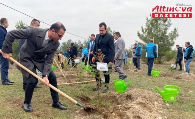 Boyabat ve Türkeli'de fidanlar toprakla buluşturuldu