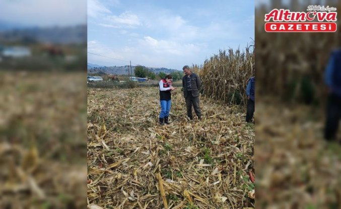 Göynücek'te dane mısır hasadı denetlendi