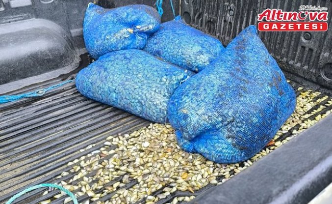 Samsun'da denizde çuvallara saklanmış 200 kilogram midye ele geçirildi