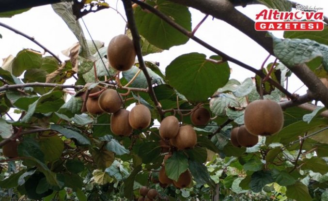 Samsun'da kivi hasat şenliği düzenlendi