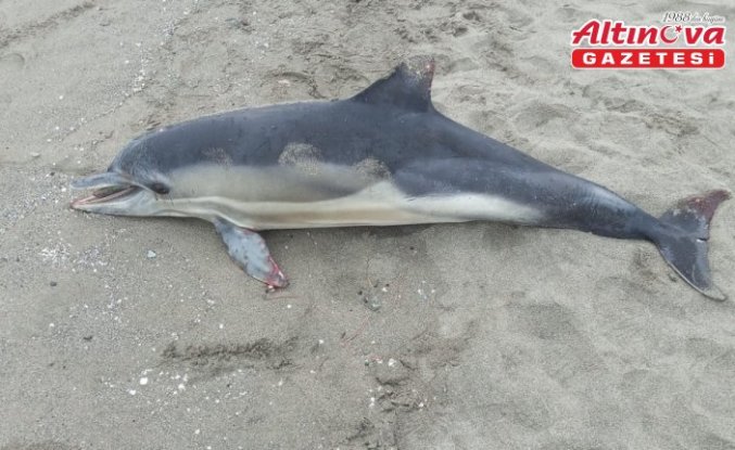 Samsun'da ölü yunus kıyıya vurdu