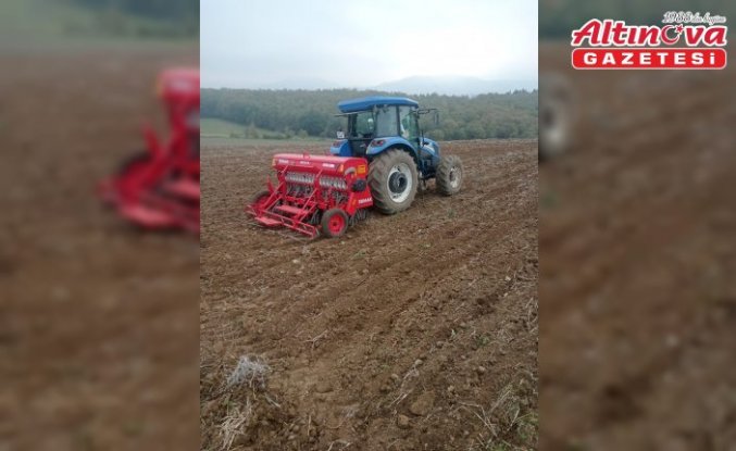 Altın dane buğdayı 19 Mayıs'ta ekildi