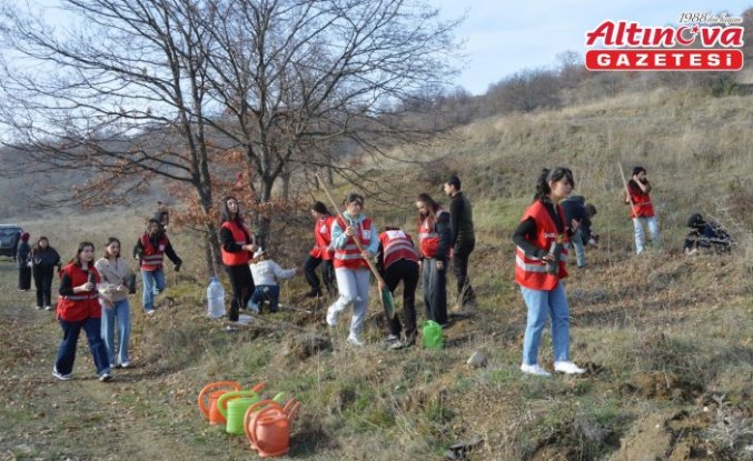 Genç Kızılay gönüllüleri Havza'da fidan dikti