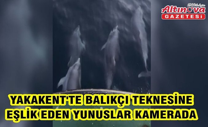 Yakakent'te balıkçı teknesine eşlik eden yunuslar kamerada