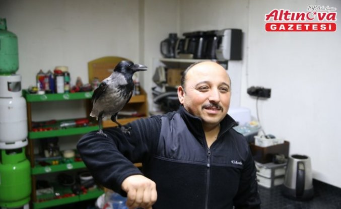 Yaralı halde bulduğu karga en yakın arkadaşı oldu
