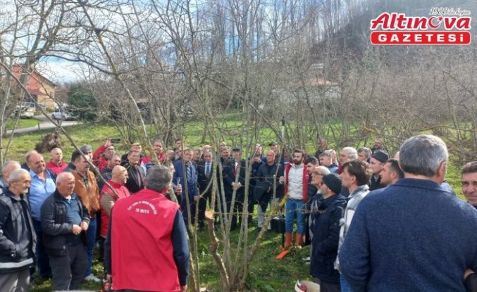 19 Mayıs ilçesinde fındık budama eğitimi verildi