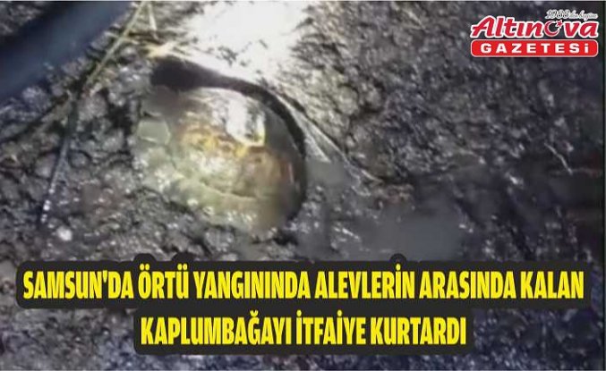 Samsun'da örtü yangınında alevlerin arasında kalan kaplumbağayı itfaiye kurtardı