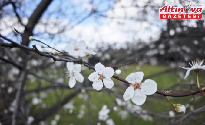 Yakakent'te şubat ayında erik ağaçları çiçek açtı