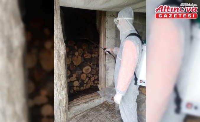 19 Mayıs'ta kahverengi kokarca ile mücadele çalışmaları devam ediyor