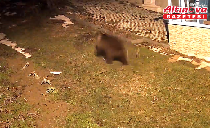 Alaçam'da evin bahçesine giren ayı kamerada