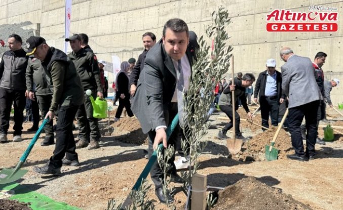 Artvin'de 200 zeytin fidanı dikildi