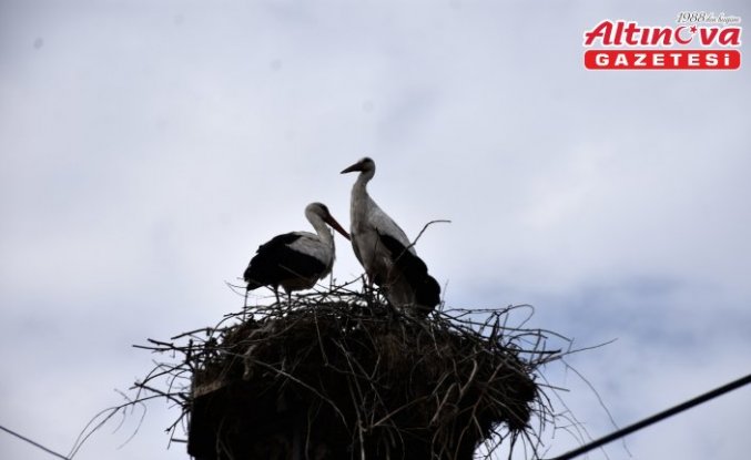 “Baharın habercisi“ leylekler Sinop'taki Cuma Ovası'na gelmeye başladı