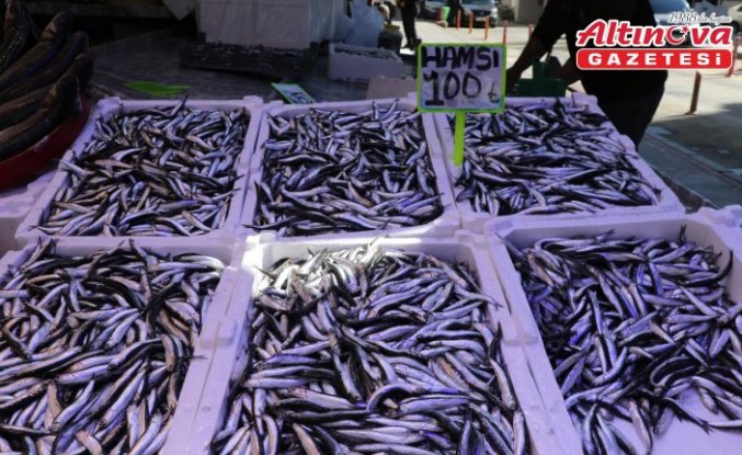 Rize'de istavrit ve hamsinin kilogramı 100 liradan satıldı