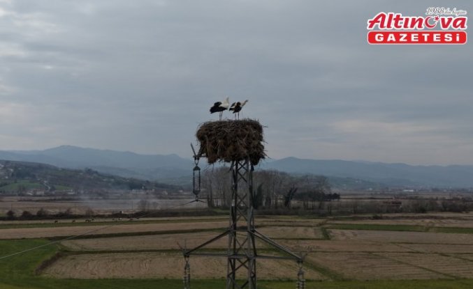 Alaçam'da yüksek gerilim hattına yuva yapan leylekler görüntülendi