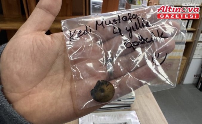 Zonguldak'ta kedinin yuttuğu vakumlu tutucu endoskopiyle çıkarıldı