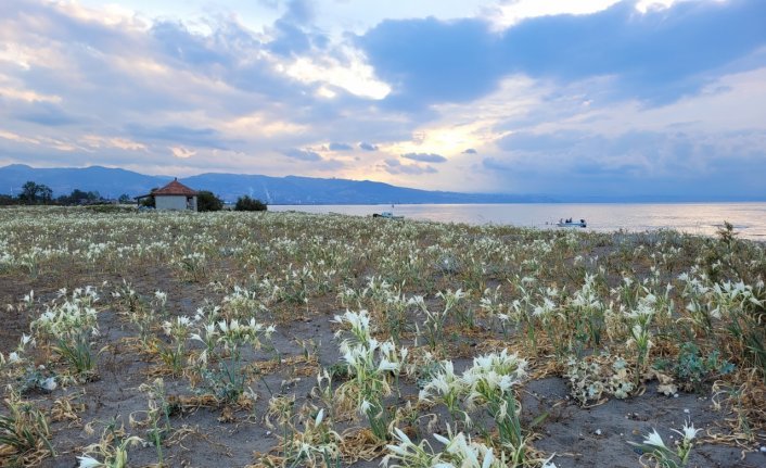 Samsun'da Costal sahili, koruma altına alınan kum zambaklarıyla doldu