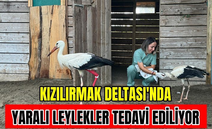 Kızılırmak Deltası'nda yaralı leylekler tedavi ediliyor