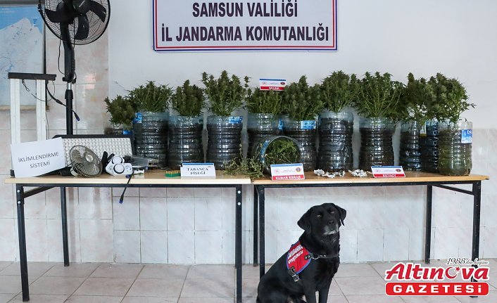 Bafra'da evinde iklimlendirme sistemi kurarak uyuşturucu üreten zanlı yakalandı