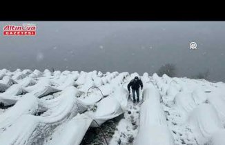 Alaçam'da kar altında çilek hasadı yapıldı